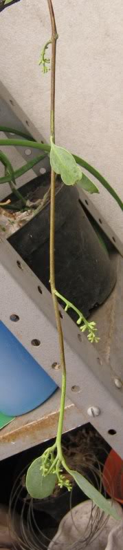 camara005.jpg