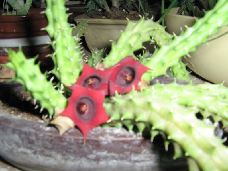 camara031.jpg
