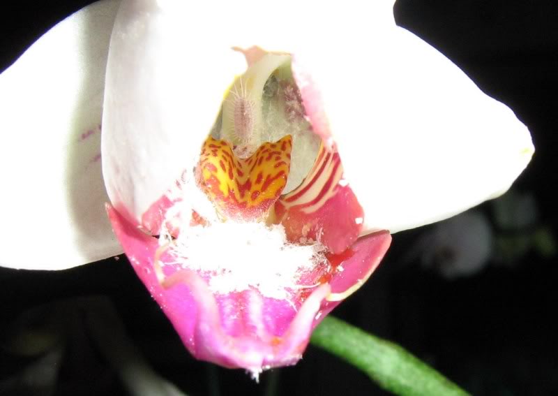 camara040.jpg