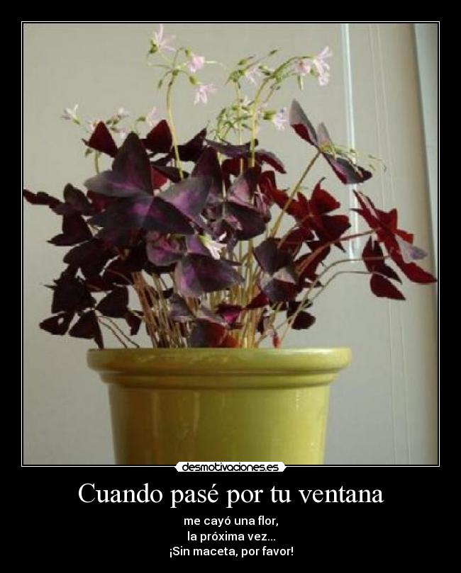 cambiomaceta.jpg