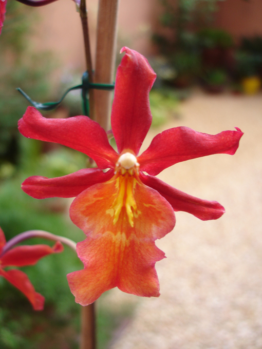 Cambria fuego 03.JPG