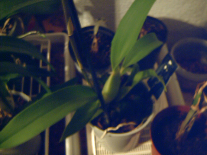 Cambria planta.jpg