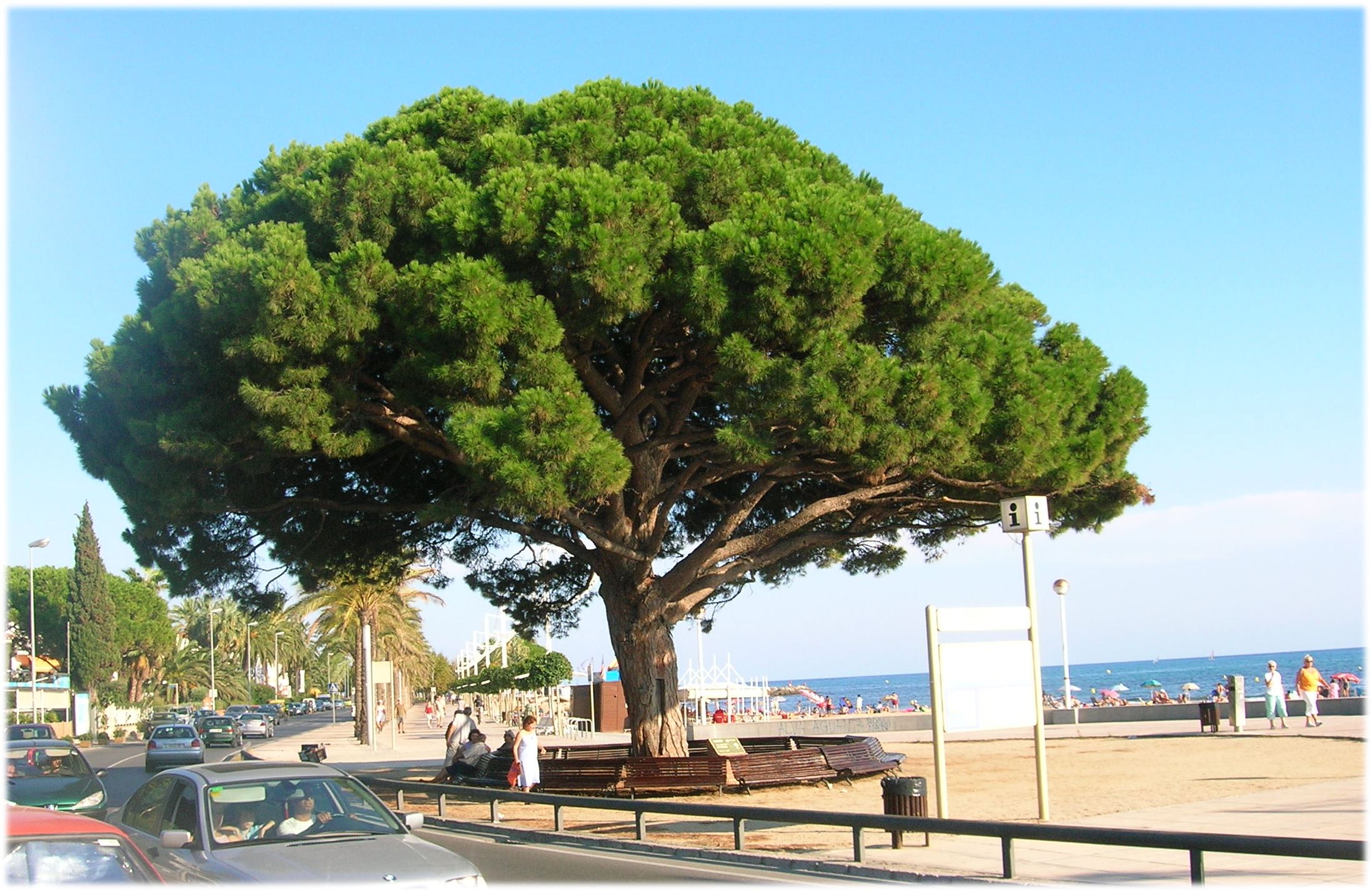 Cambrils_Pi_Rodo_pinus_pinea.jpg