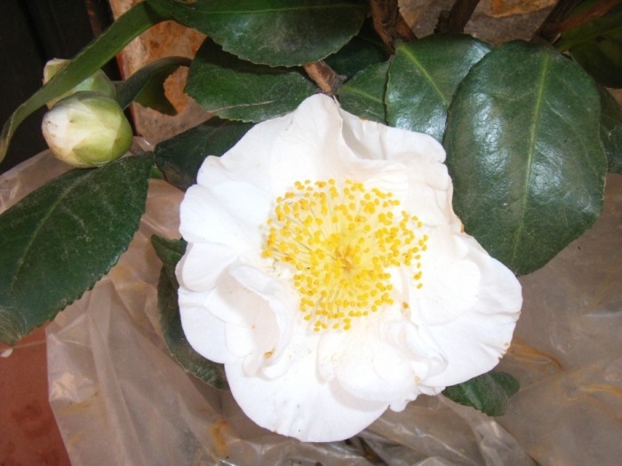 camelia blanca 2.jpg