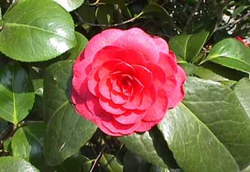 camelia-japonica-flores.jpg