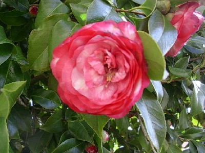 camelia1.jpg