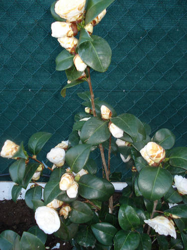 Camelia_Blanca_1_copia.jpg