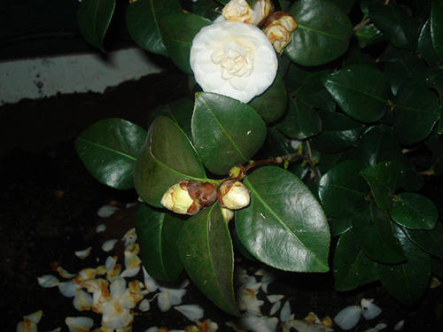 Camelia_Blanca_5_copia.jpg