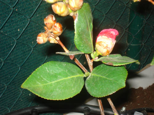 Camelia_Roja_2_copia.jpg