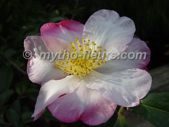 camelia_sasanqua_rainbow.JPG