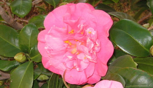 camelias 100.jpg