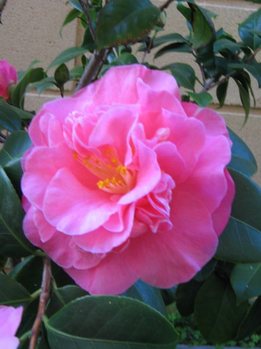 camelias 104.jpg