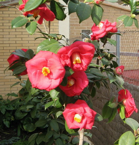 camelias101.jpg