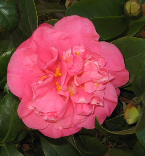 camelias102.jpg