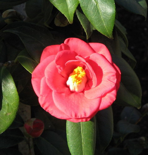 camelias103.jpg
