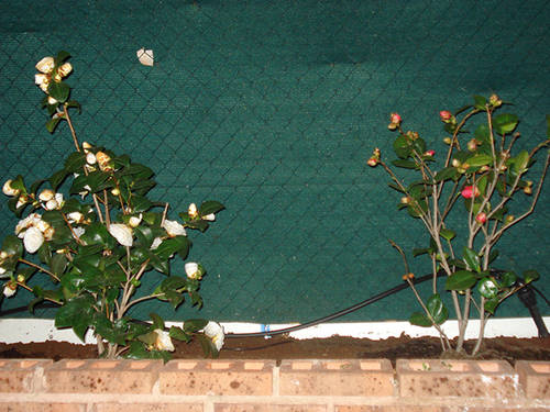 Camelias_copia.jpg