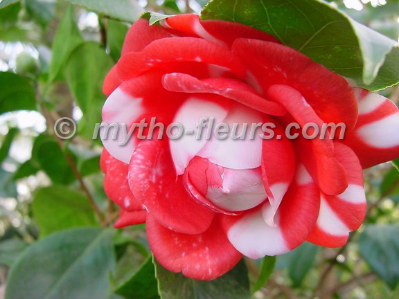 camellia%20jap%20rouge%20et%20blanc.JPG