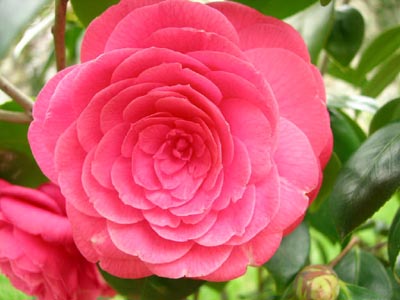 Camellia%20japonica%20_Eugenia%20de%20Montijo_%20%28clara%29.jpg