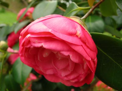 Camellia%20japonica%20_Eugenia%20de%20Montijo_%2C%20abriendo.jpg
