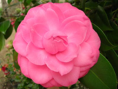 Camellia%20japonica.jpg