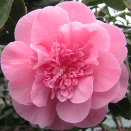 camellia-japonica-debbie.jpg