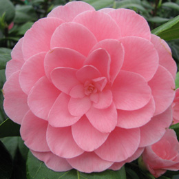 camellia-japonica-nuccio-cameo.jpg