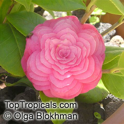 Camellia_japonica1_ol.jpg