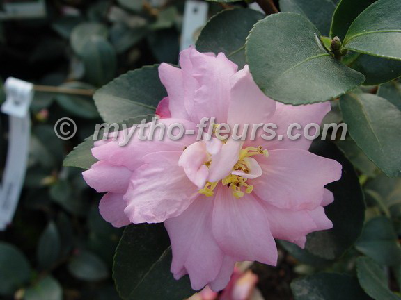 camellia_x_shibori-egao.JPG