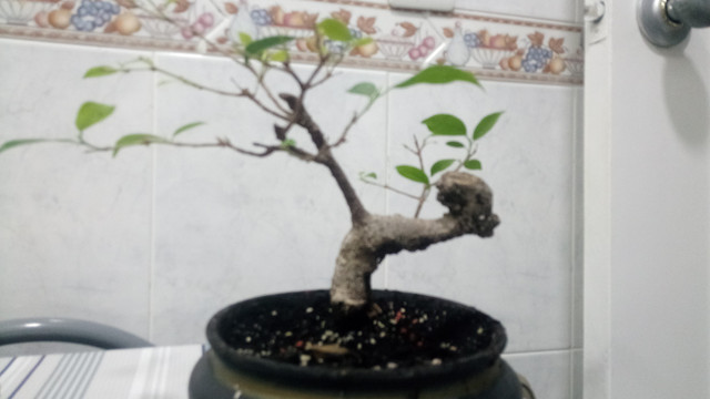 Camera-ZOOM-20201113185236373-1.jpg