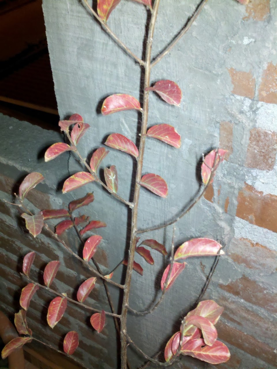CameraZOOM-20111204241207577.jpg