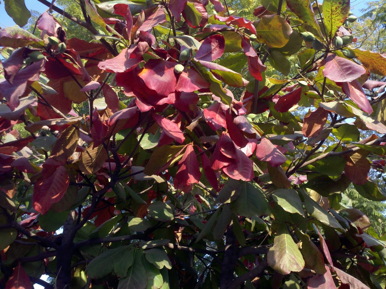 CameraZOOM-20111208163424524.jpg
