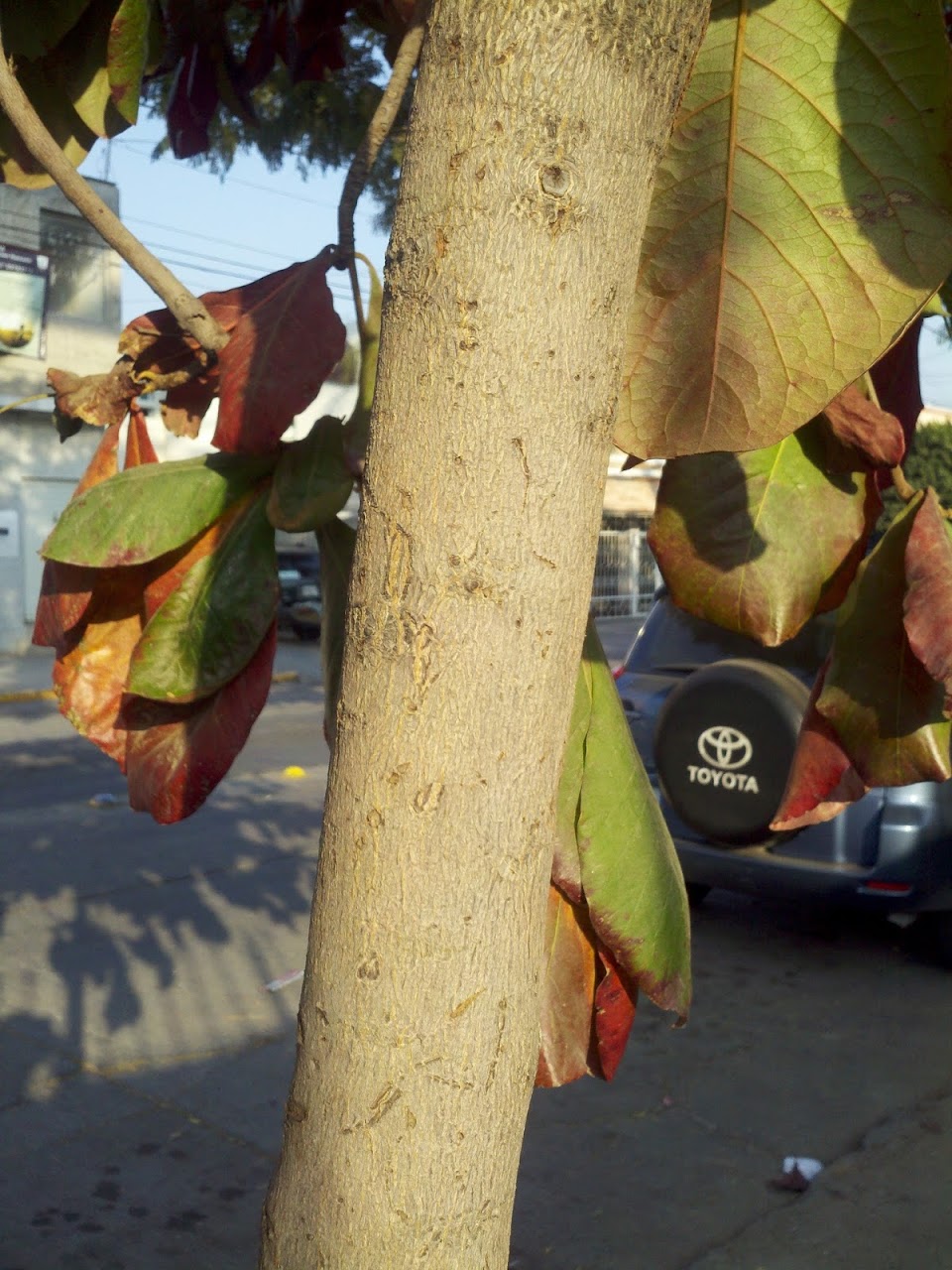 CameraZOOM-20111208163558379.jpg
