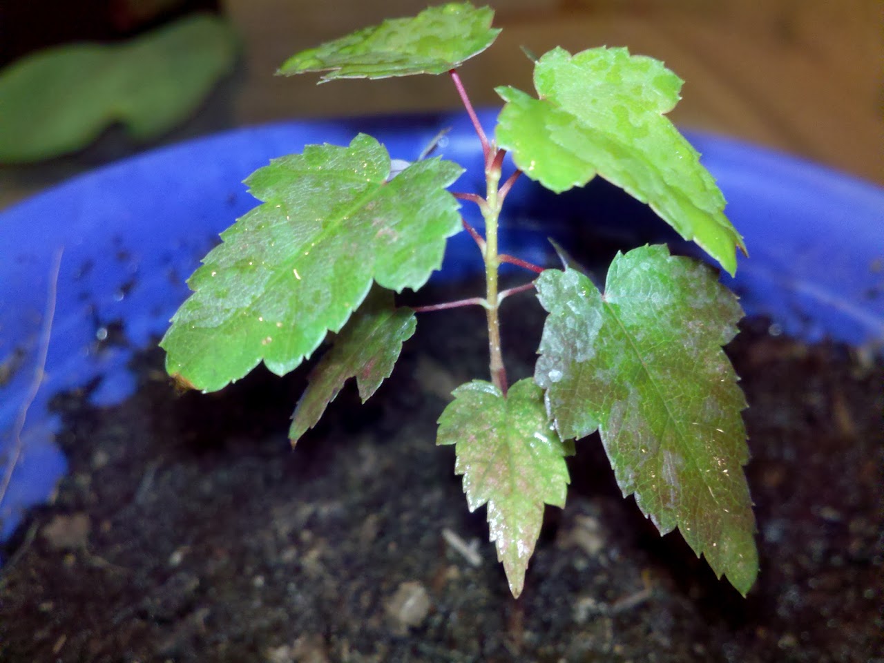 CameraZOOM-20120225034958933.jpg