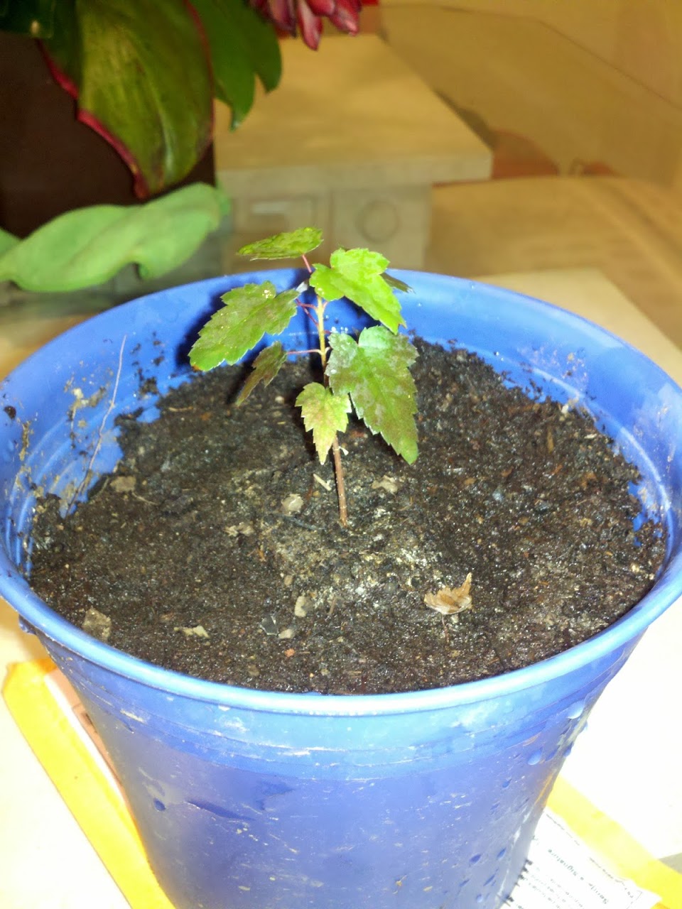 CameraZOOM-20120225035033869.jpg