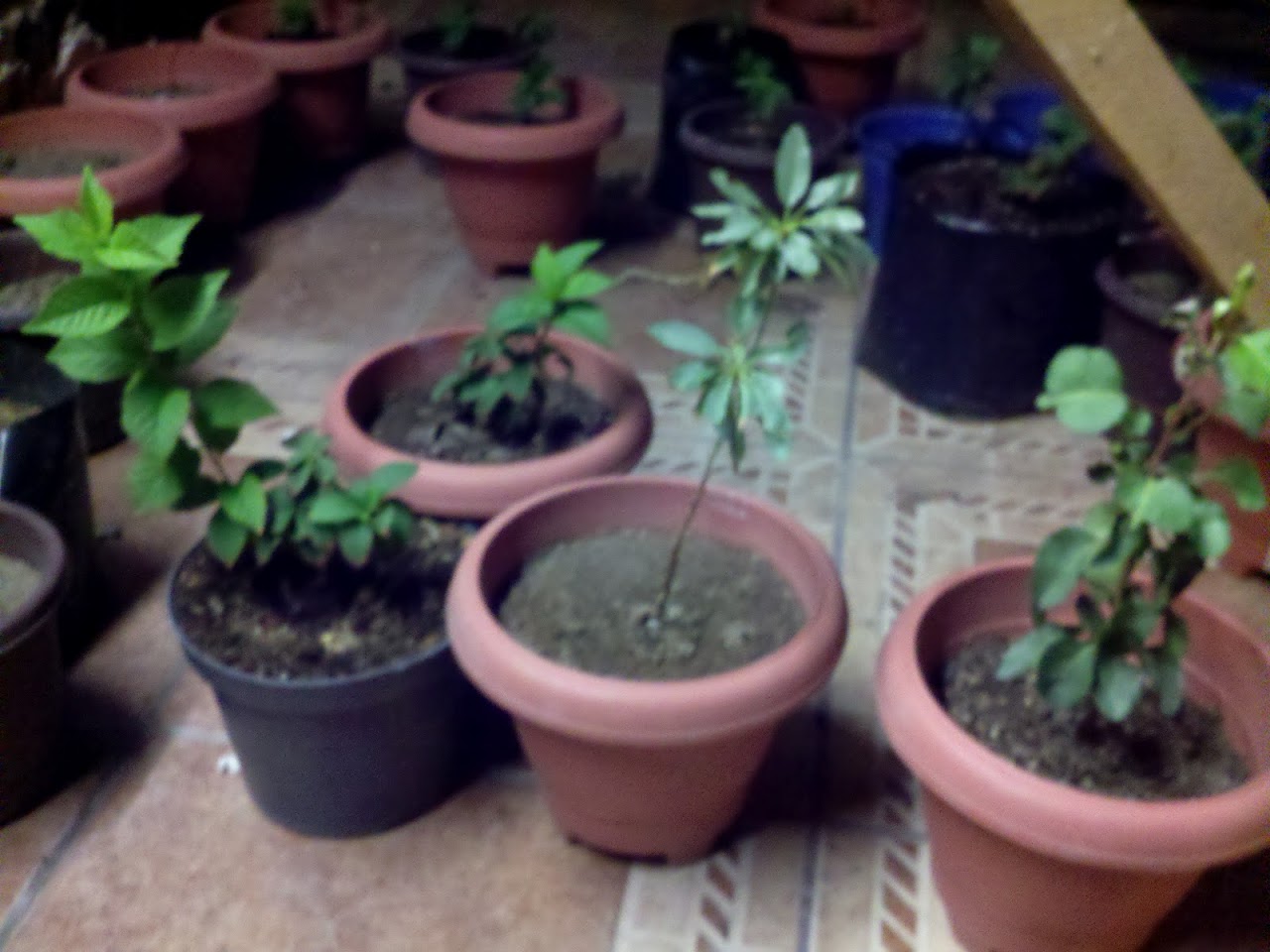 CameraZOOM-20120618241851361.jpg