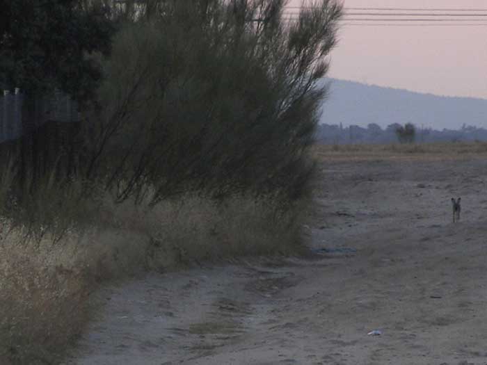 camino15.jpg