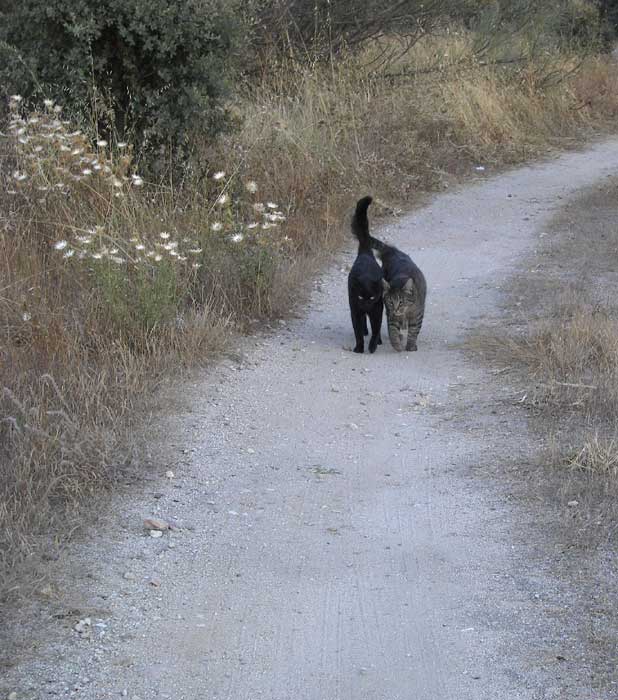 camino17.jpg