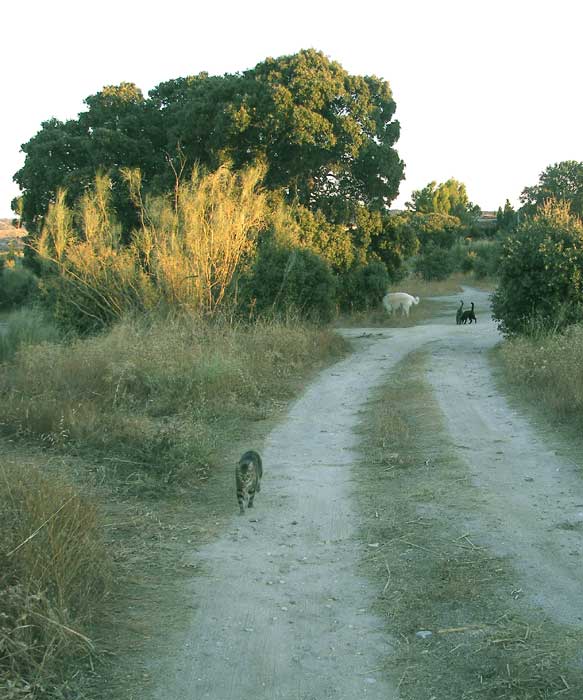 camino18.jpg