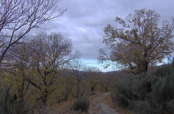 Camino_berciano.JPG