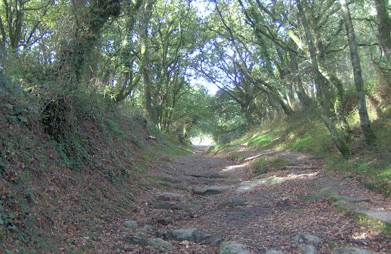 Camino_Galicia.JPG