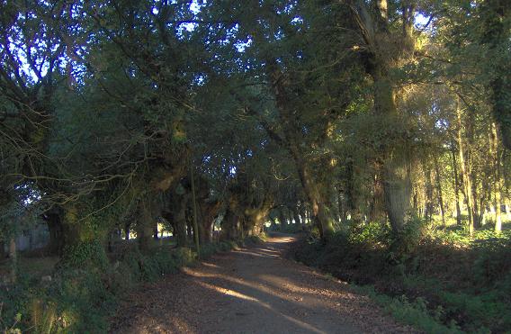 Camino_gallego.JPG
