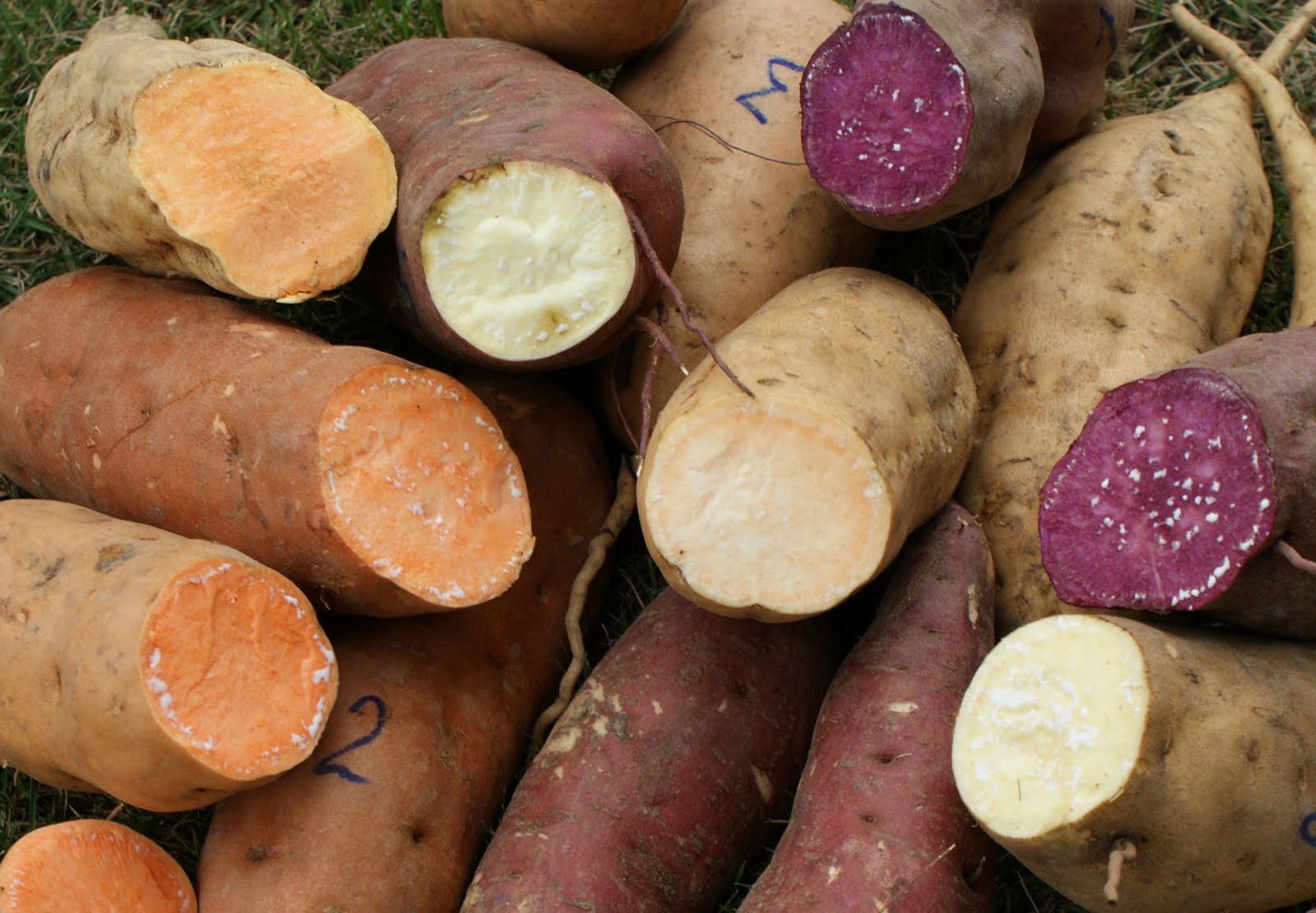 CAMOTE%2B-743469.jpg