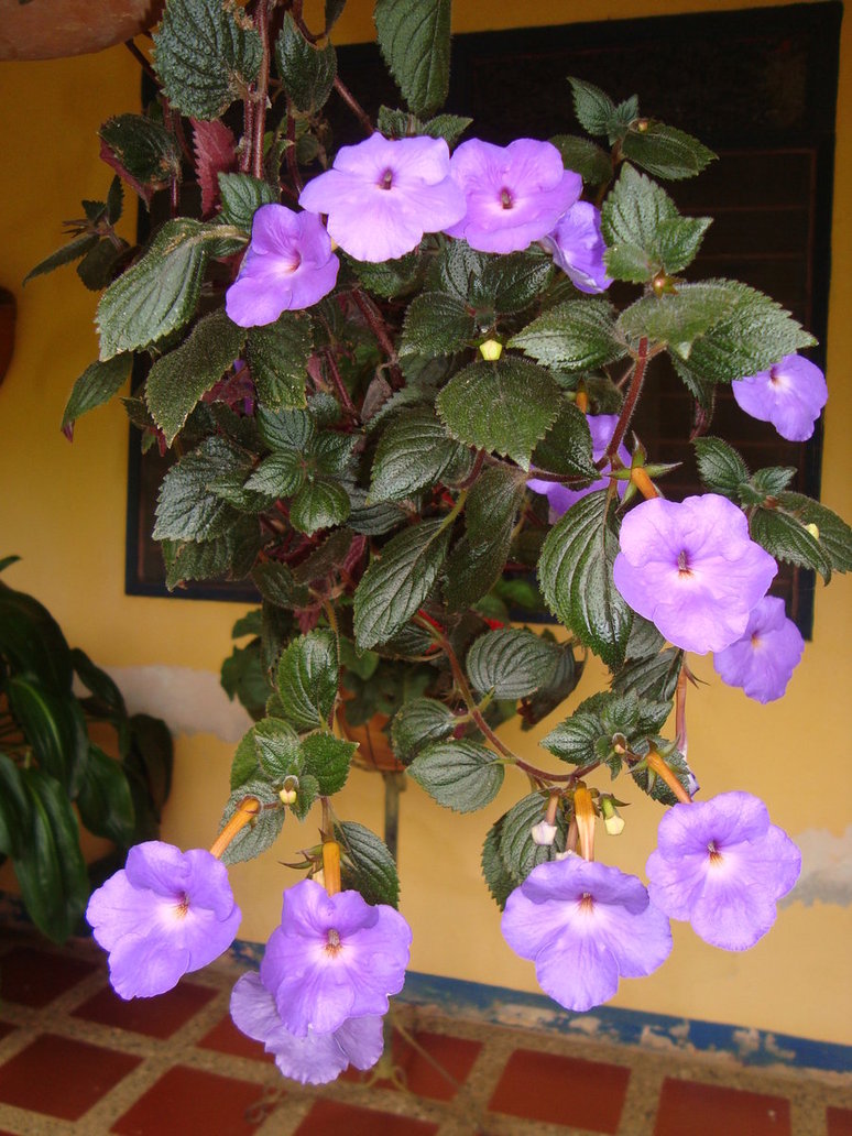 campana_violeta_by_cerezoinwonderland-d47h8o9.jpg