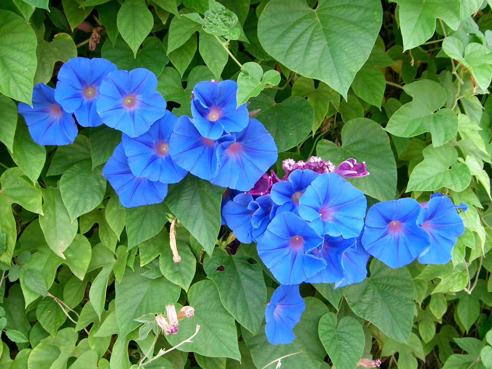 Campanetes_de_jardi_Ipomoea_indica.jpg