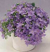 campanilla-campanula.jpg