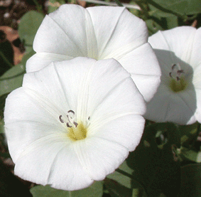campanilla.gif
