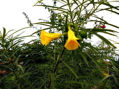 campanillasamarillas.jpg