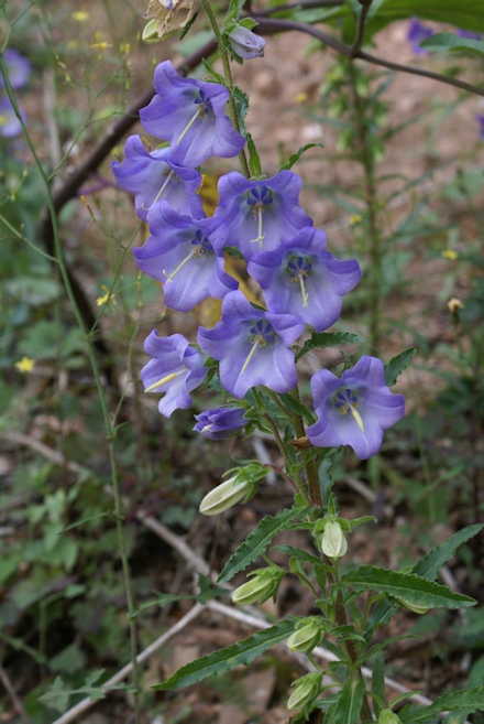 Campanula%20speciosa.jpg