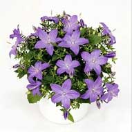 campanula-isophylla.jpg