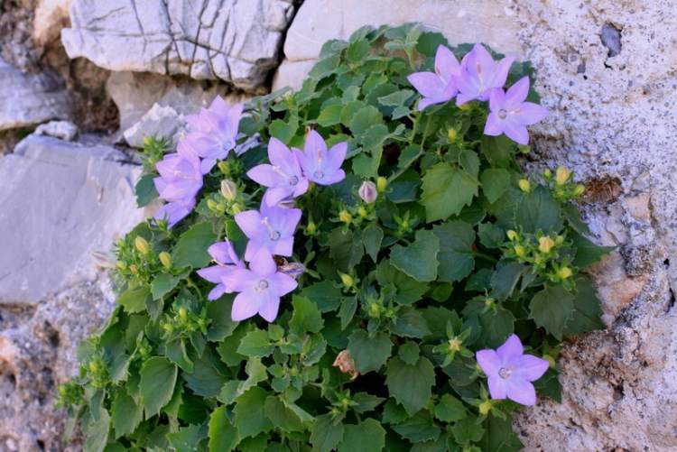 campanula-isophylla1165.jpg